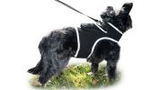 Waterproof Pet Tracker Mini Portable GSM Pet Locator Best GPS Dog Tracker Size:XS