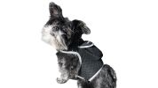 Waterproof Small Dog GPS Tracker Rechargeable Wireless Tracking Tools Size:XS