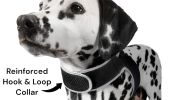 Waterproof Mini Pet Tracker GSM GPRS Collar Tracking Sys w/ Geo-Fence Size:XS