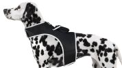 Waterproof Pet Locating Device GSM GPS Dog Cat Collar Tracking Device Size:XS