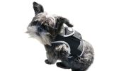 Realtime GPS Track Pet Droid Location Tracking App Compatible Tracker Size:XS