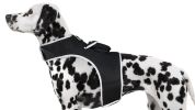 Mini Waterproof GPS Tracking Collars for Hunting Dogs w/ Tracking App Size:XXL